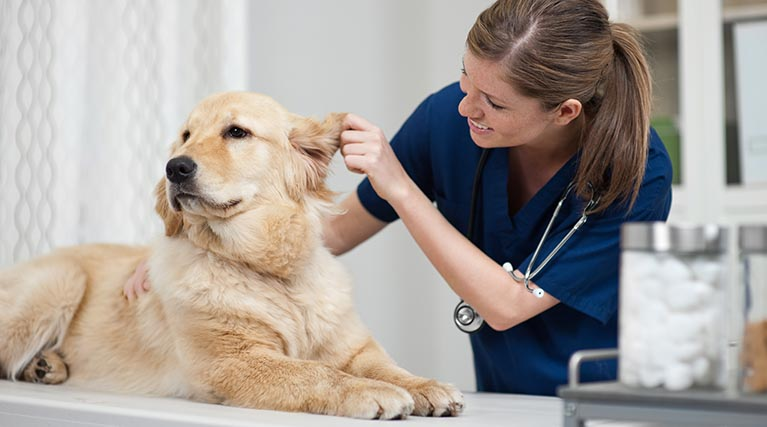 Veterinarian examines animals and offer medical solutions