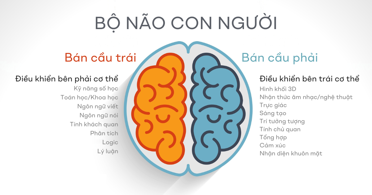 Lý thuyết não trái não phải 