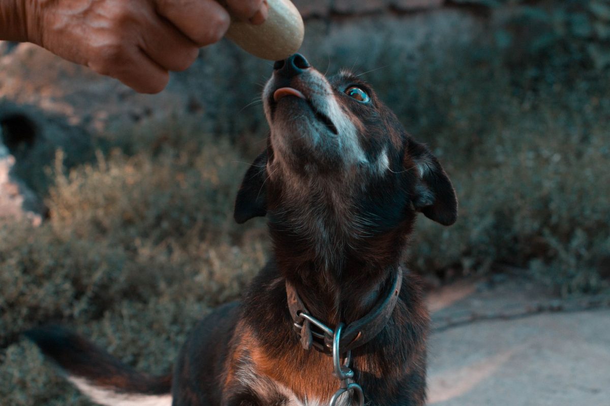 Điều kiện hóa cổ điển của Pavlov